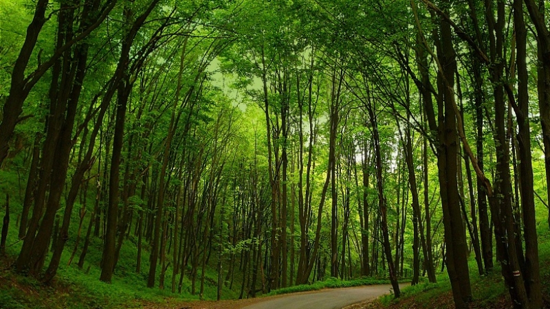 pilisi-parkerdo pilisi-parkerdo